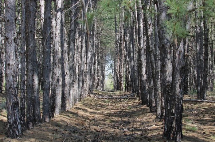 В Краснодарском крае создадут новые лесопарковые пояса