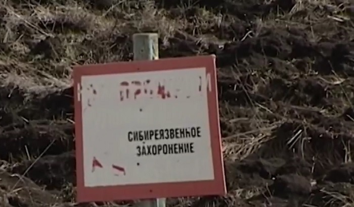 На Ставрополье разрыли скотомогильник со спорами сибирской язвы