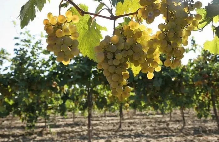 В Краснодарском крае за год увеличили объемы производства вина на 17%