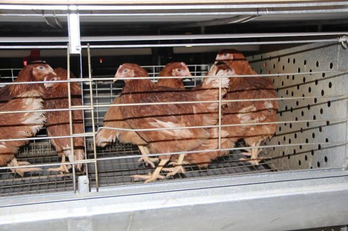 На Ставрополье в 2023 году увеличилось производство мяса птицы