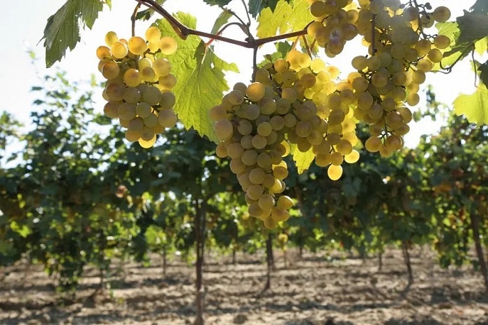 На Кубани собрали рекордные за всю историю региона 280 тысяч тонн винограда