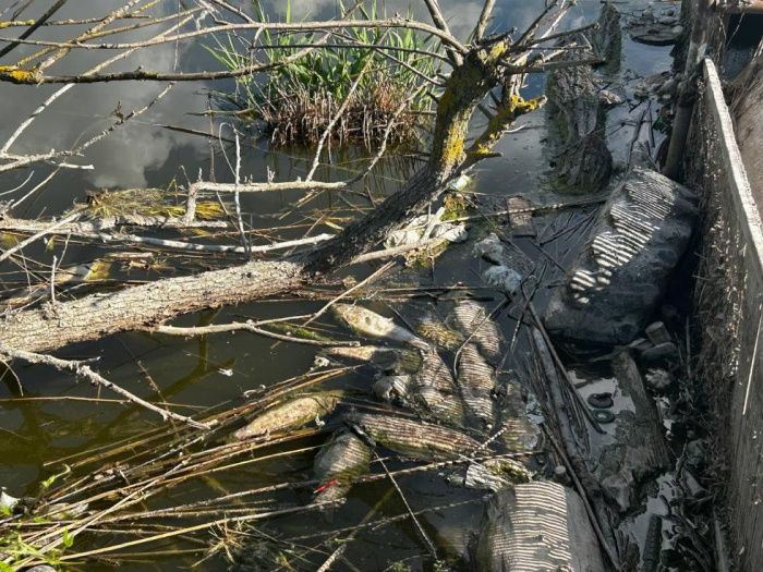 Россельхознадзор изучит причины массового мора рыбы в кубанской станице Россельхознадзор изучит причины массового мора рыбы в кубанской станице