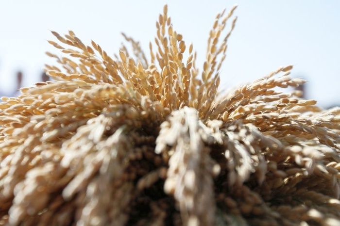 Краснодарский край за пять лет намерен увеличить объемы производства риса до 1,2 млн в год