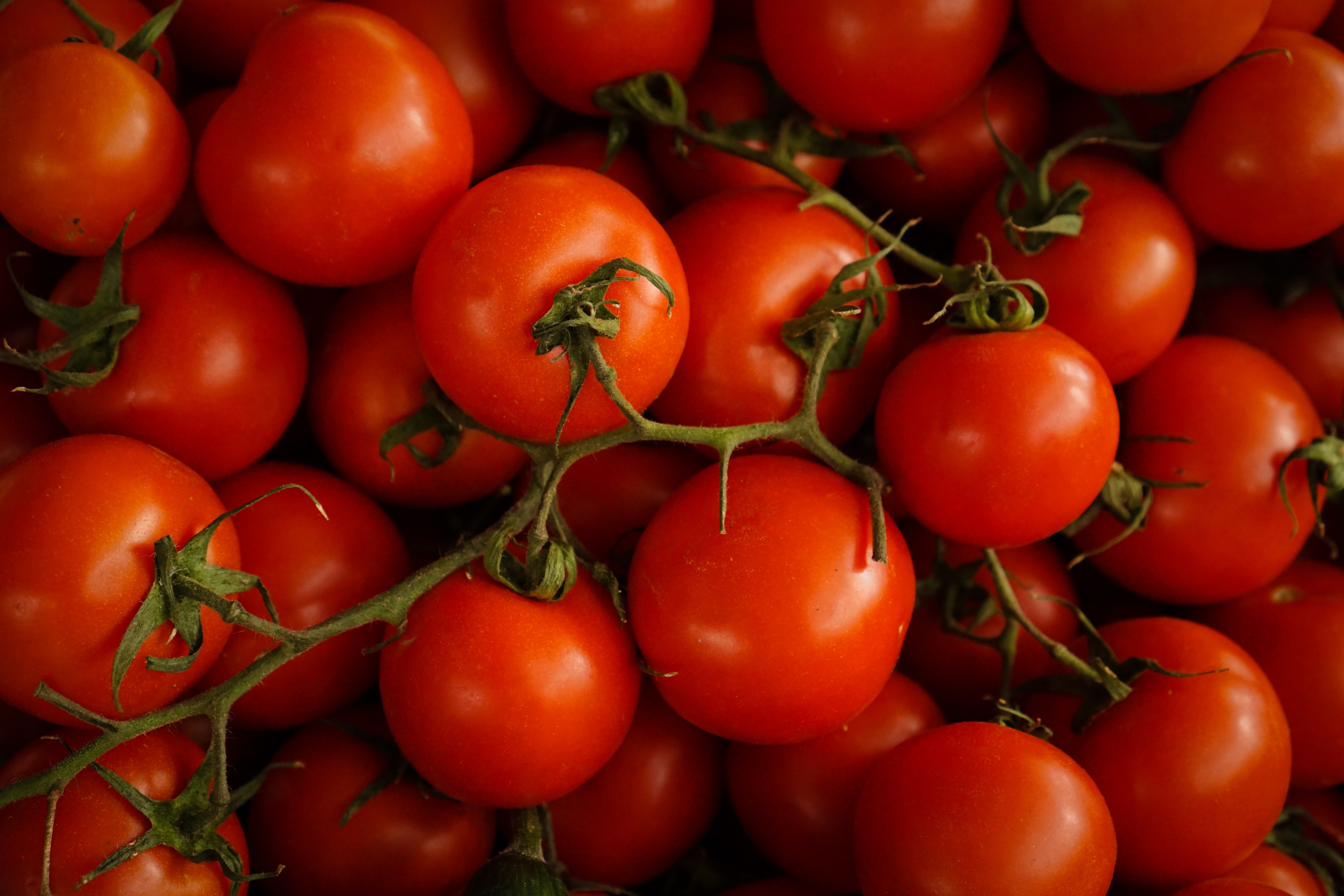Азербайджанский инвестор поможет запустить в Дагестане производство тепличных томатов