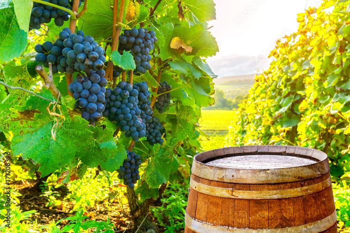 На Дону с января по май в два раза выросло производство вина