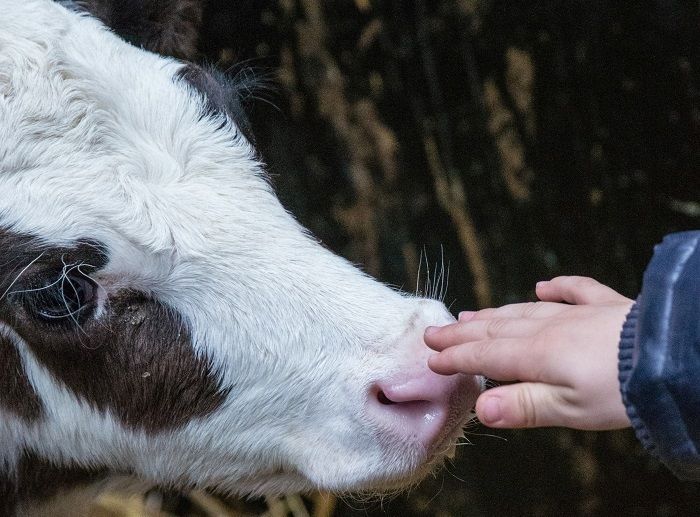 Агрохолдинг «СТЕПЬ» проводит для детей экскурсии на фермы