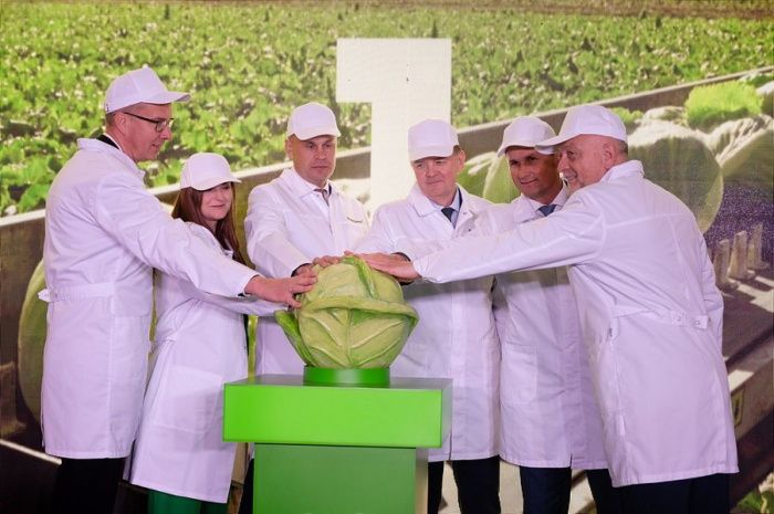 На Кубани начал работу комплекс по выращиванию и переработке салатной продукции