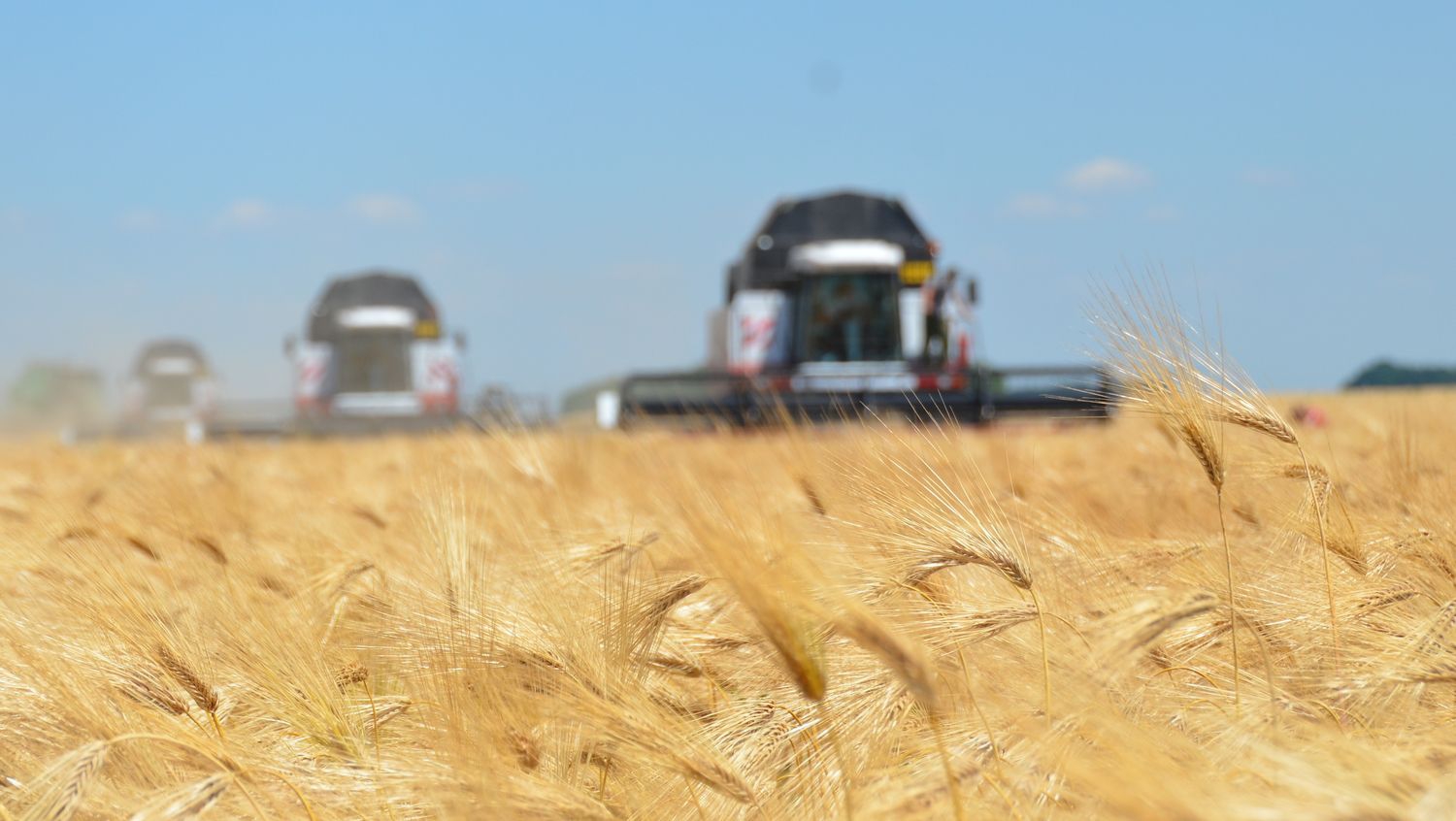 Из-за засухи впервые за пять лет сбор зерновых в Ростовской области показывает отрицательную динамику
