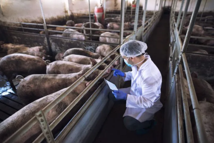 В Ростовской области объявлен карантин из-за африканской чумы свиней