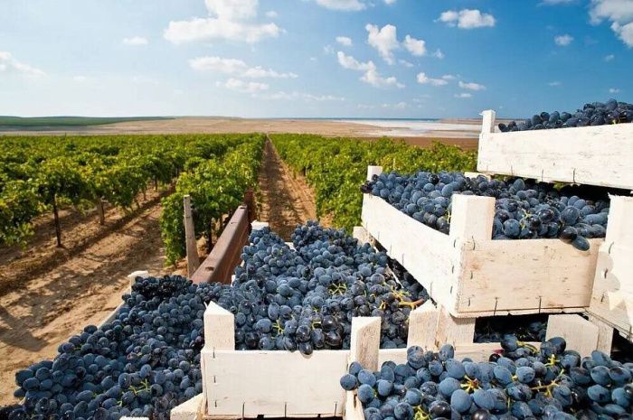 В Краснодарском крае произвели свыше 23,3 миллионов декалитров винодельческой продукции