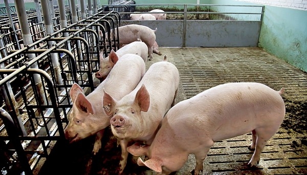 Волгоградский губернатор предлагает отказаться от свиноводства