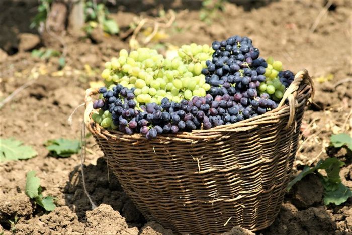 В Краснодарском крае приступили к уборке винограда