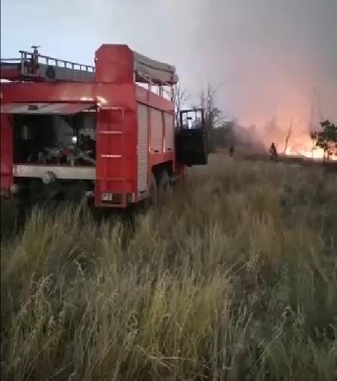 На востоке Ростовской области горит лес на площади более 117 гектаров На востоке Ростовской области горит лес на площади более 117 гектаров