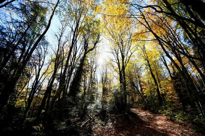 Территория лесопарковых зон Кубани расширилась на 2,3 тыс. гектаров в 2022 году
