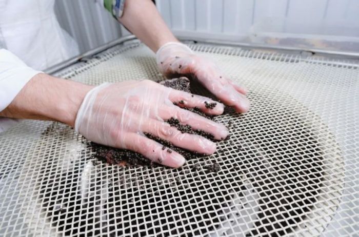 Астраханская область нарастит производство черной икры на 24%