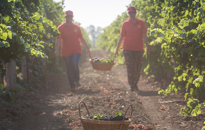 «Фанагория» продолжит строительство винодельни в Анапе