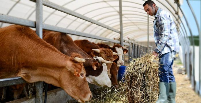 Фермеры Ингушетии получат 115 млн рублей на развитие животноводческих ферм