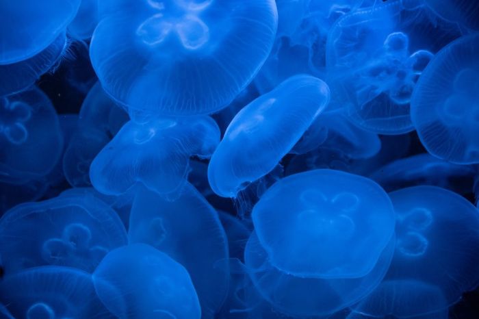 Азовское море будут чистить от медуз Азовское море будут чистить от медуз