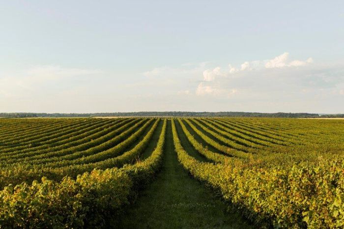 Питомники Дагестана и Кубани обеспечат 80% потребности России в саженцах винограда