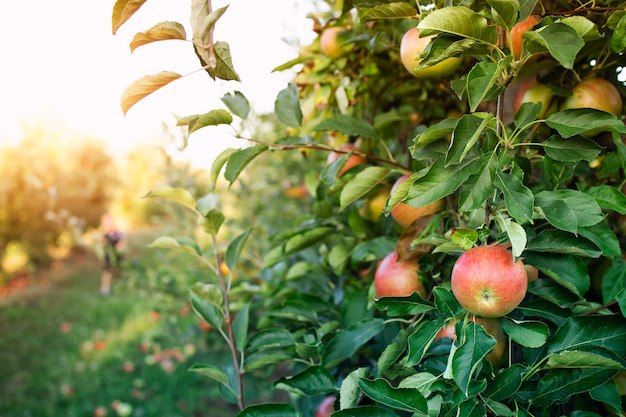 В Ставропольском крае инвестируют 280 млн рублей в создание яблоневого сада