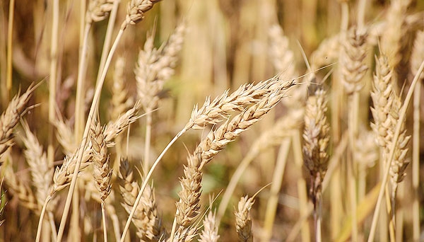 Юг установил всероссийские рекорды по объёму собранного зерна и урожайности