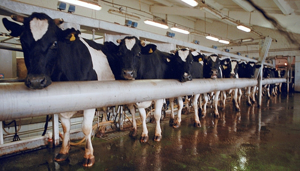 «Агрокомплекс» им Н.И.Ткачева» построит молочную ферму в Ростовской области