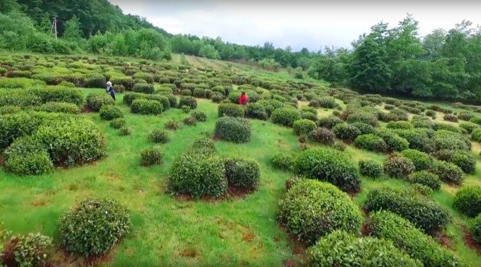 В Адыгее заложат новую чайную плантацию