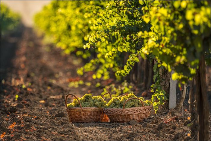 Виноделы Юга: Нужно уменьшать импорт вина, иначе местным производителям грозит банкротство