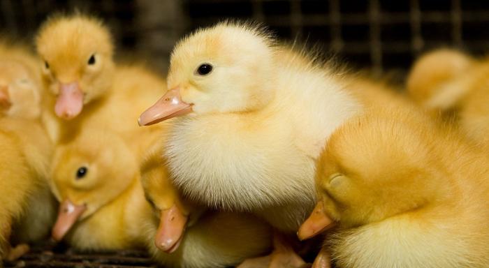 Структура «Дамате» увеличит поголовье донской утки до одного миллиона