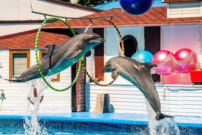 В Артбухте Севастополя по решению суда сносят дельфинарий