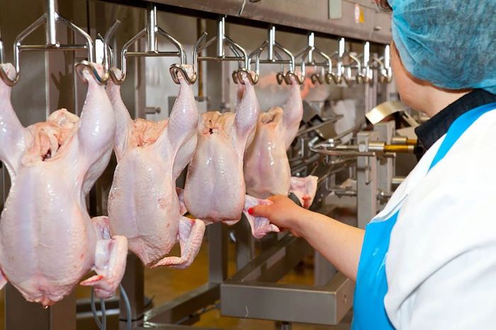 В Черкесске в фантомный магазин за три месяца завезли почти 80 тонн куриного мяса