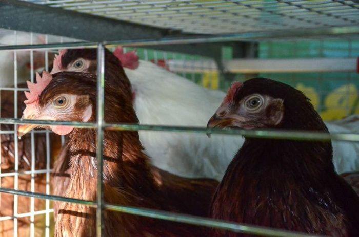 Ставропольские производители экспортировали мяса птицы с начала года на 135,6 млн долларов Ставропольские производители экспортировали мяса птицы с начала года на 135,6 млн долларов