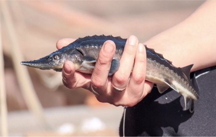 Астраханскую рыбную продукцию начали поставлять в Азербайджан