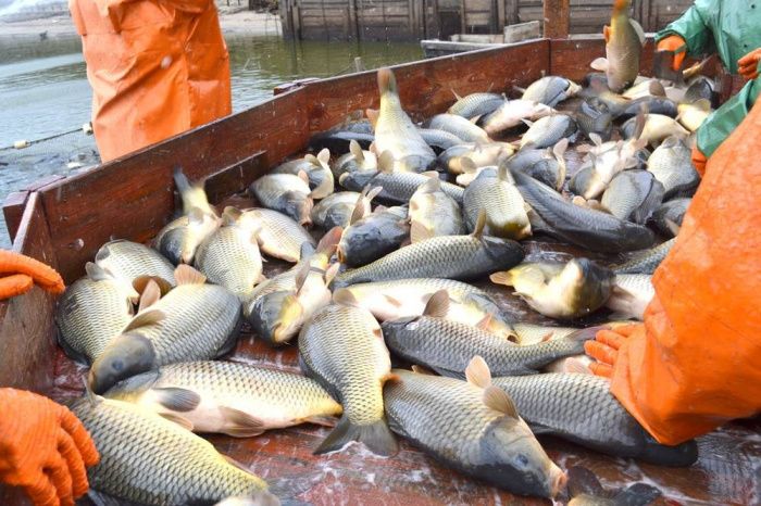 Ставропольские рыбоводы получили господдержку в размере 4 млн рублей