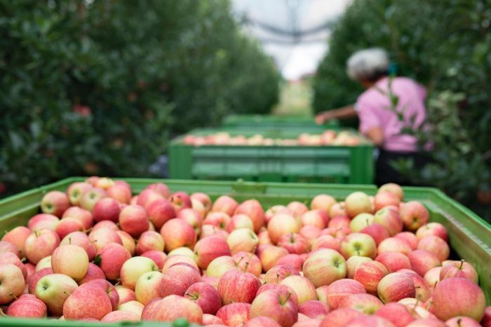 В Ставропольском крае до 2027 года заложат суперинтенсивный яблоневый сад за 170 млн руб.