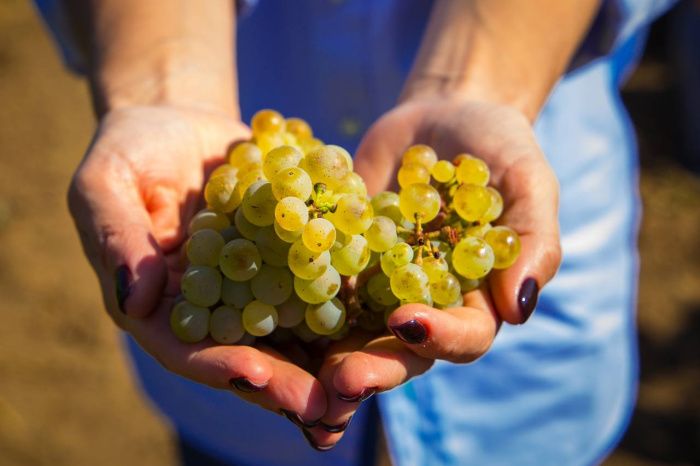 В Краснодарском крае откроют шестой виноградный питомник мощностью 1 млн саженцев