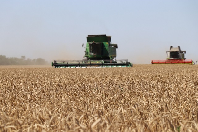 На  Кубани собрали более 10,6 млн тонн продовольственной пшеницы