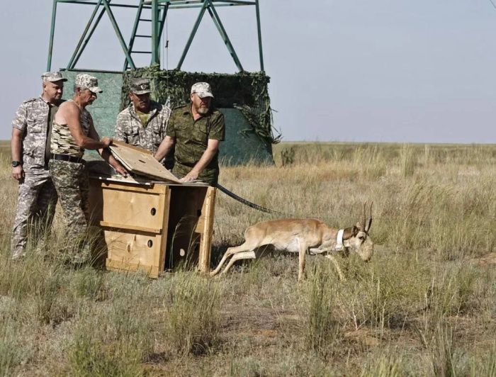 В Астраханской области численность сайгаков выросла в шесть раз В Астраханской области численность сайгаков выросла в шесть раз