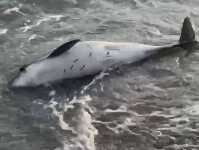 Больше 100 дельфинов погибло за неделю в Краснодарском крае и Сириусе