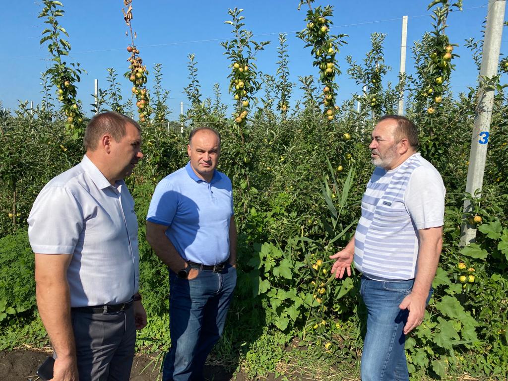 На Ставрополье в новый сад и хранилище вложат почти 800 млн рублей На Ставрополье в новый сад и хранилище вложат почти 800 млн рублей