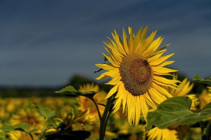 В 12 раз сократился экспорт подсолнечника из Ростовской области в 2025 году