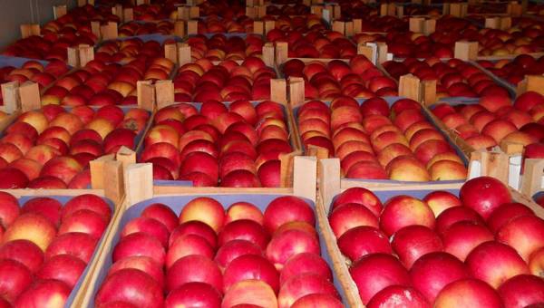 В Ростовской области будут уничтожать санкционные продукты В Ростовской области будут уничтожать санкционные продукты