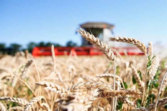 Краснодарский край получит более 1,5 млрд рублей на поддержку производителей зерна