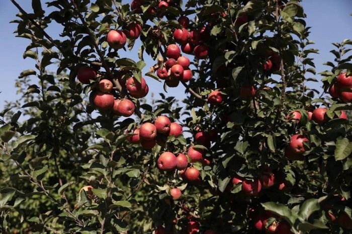 В Краснодарском крае урожай фруктов и ягод в этом году превысил 150 тыс. тонн
