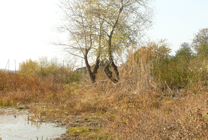 Царицу в Волгоградской области реабилитируют по проекту «Экология»