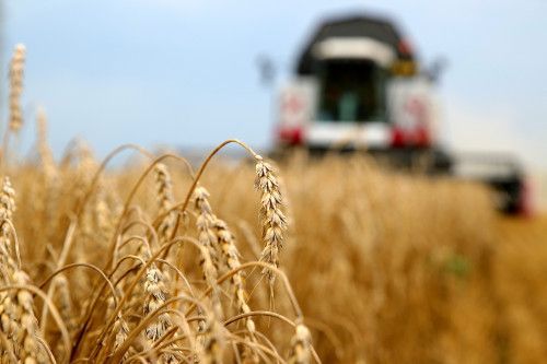 Ростовская область стала абсолютным лидером по сбору ранних зерновых и зернобобовых Ростовская область стала абсолютным лидером по сбору ранних зерновых и зернобобовых