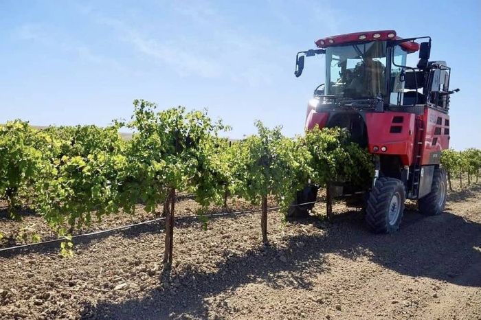 Господдержка виноградарей на Ставрополье составит 226 млн рублей в 2023 году