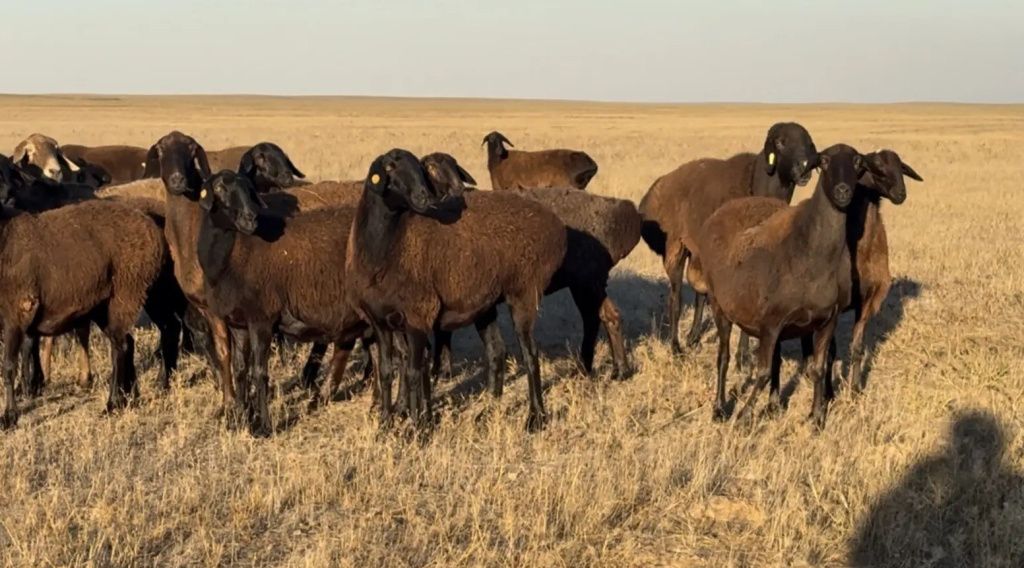Астраханская область овцы гиссаркая порода.jpg Астраханская область овцы гиссаркая порода.jpg