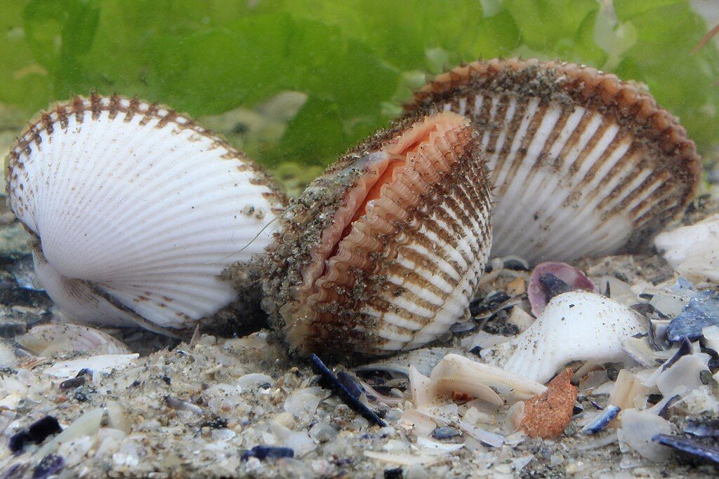 Japanische_Archenmuschel_Anadara_kagoshimensis.jpg Japanische_Archenmuschel_Anadara_kagoshimensis.jpg