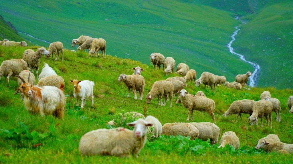 Минсельхоз Дагестана овцы.jpg Минсельхоз Дагестана овцы.jpg